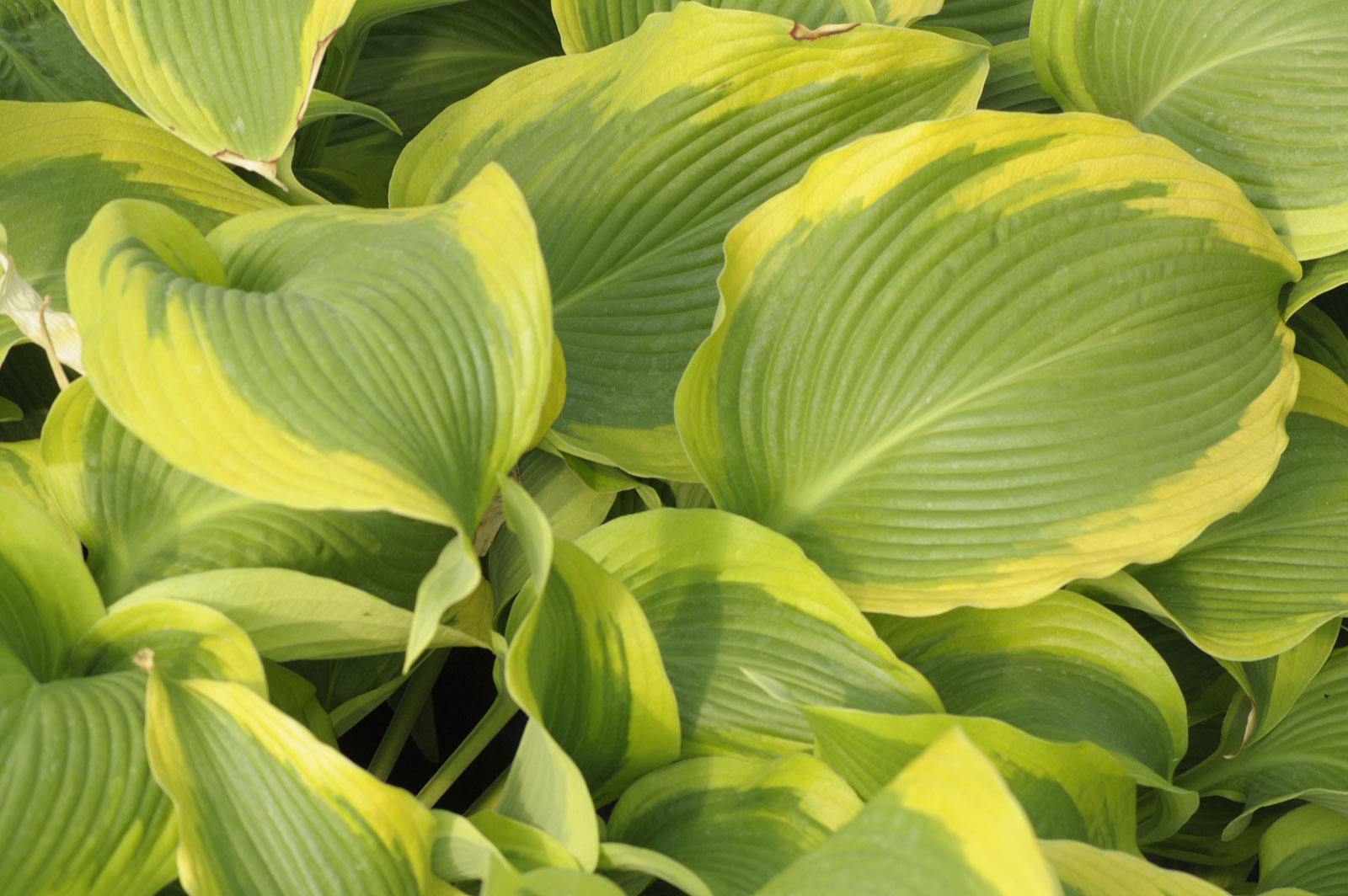 Hosta Atlantis — Szkółka Bea