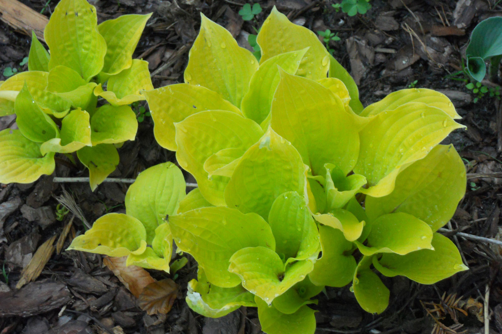 Hosta Fire Island