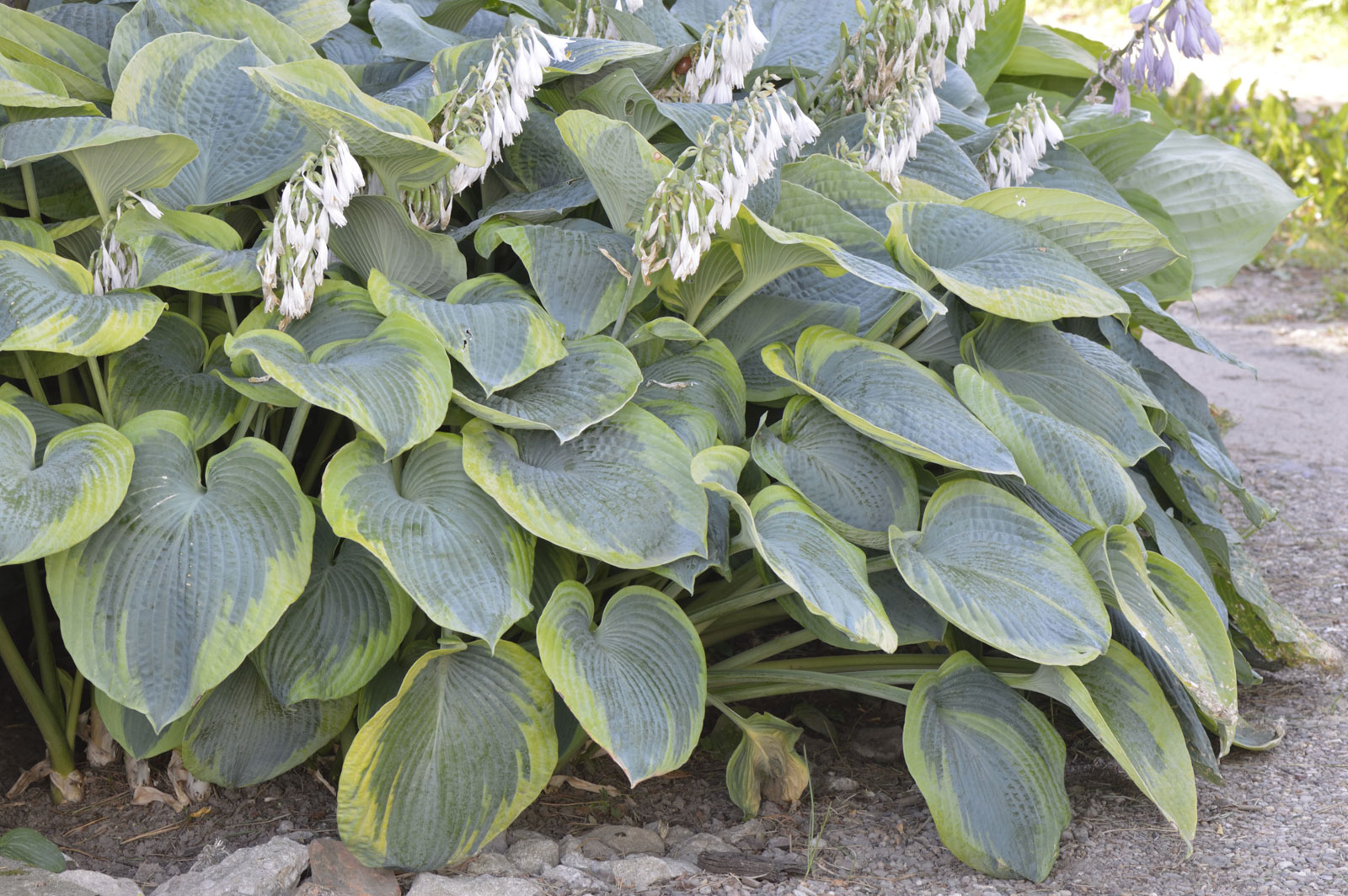 Hosta Frances Williams