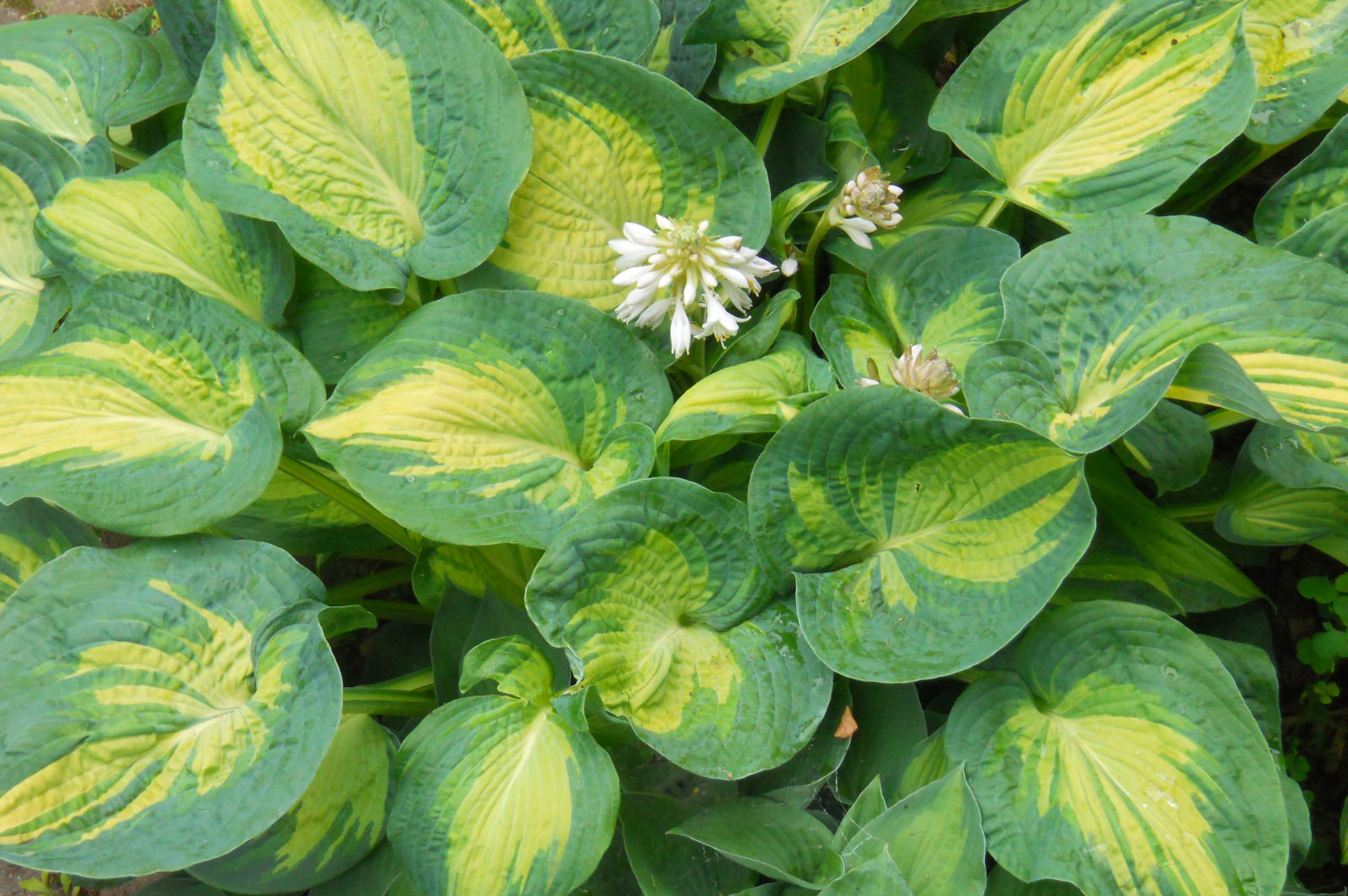 Hosta Great Expectations