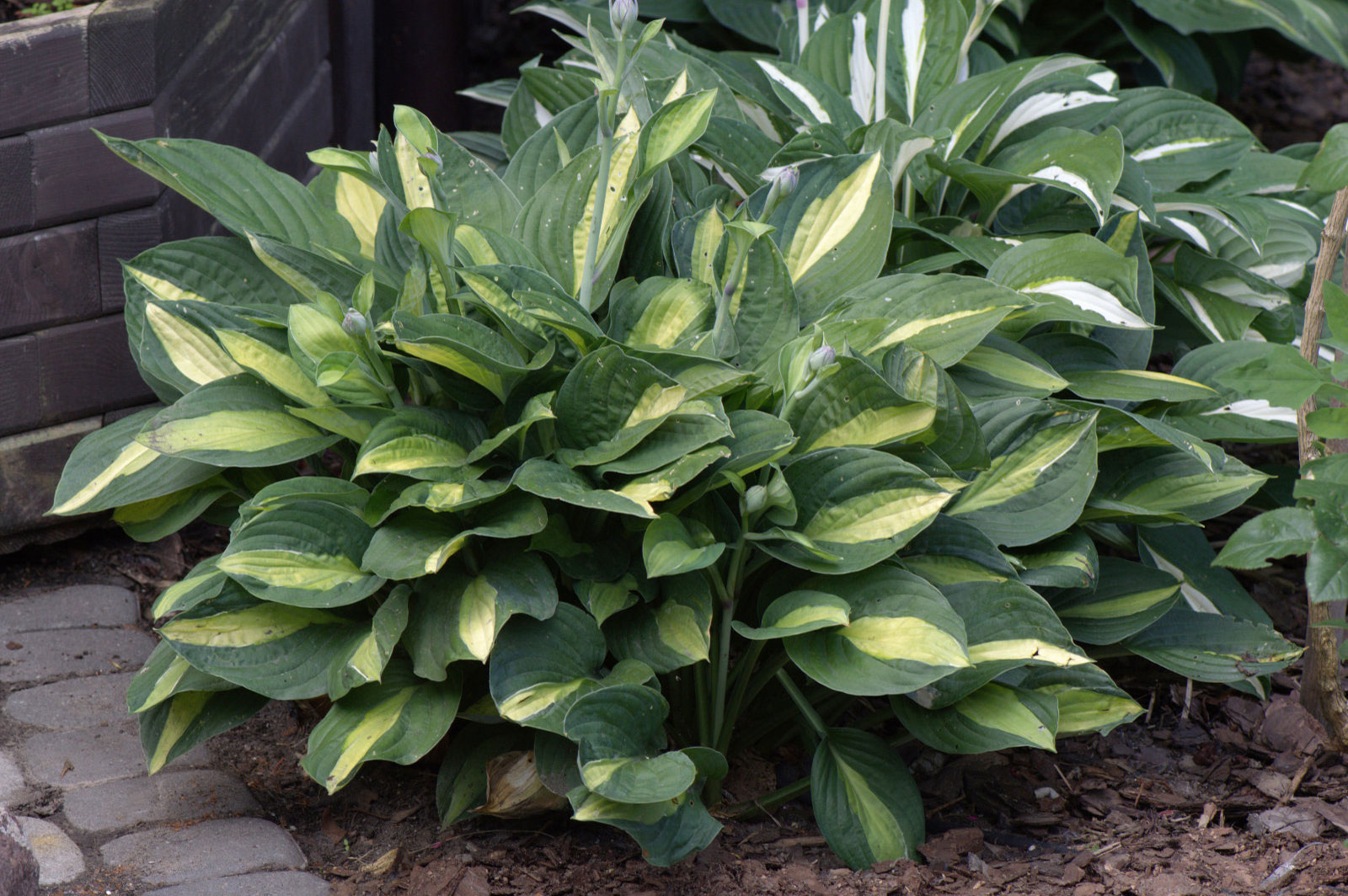 Hosta Gypsy Rose