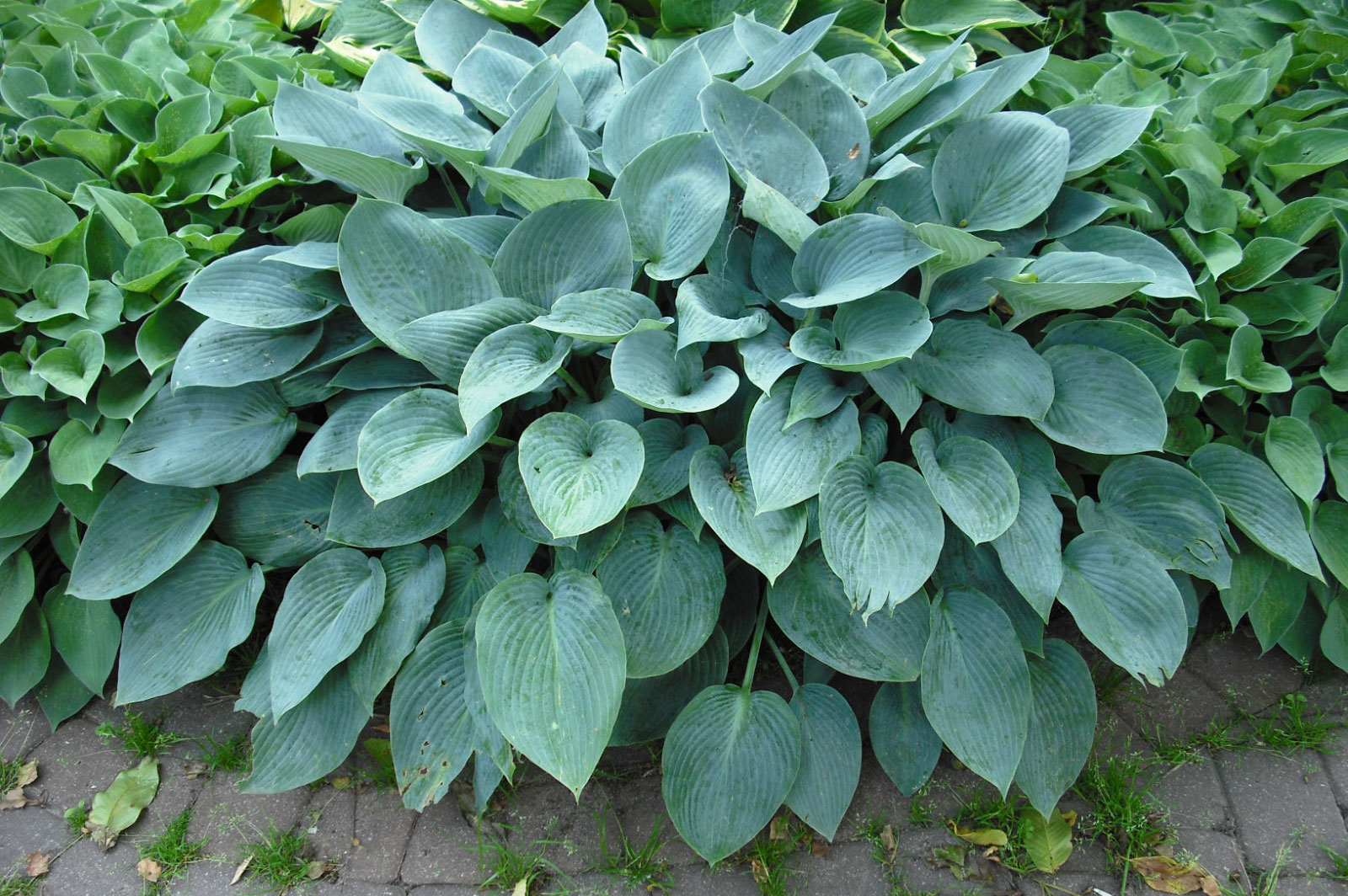 Hosta Halcyon