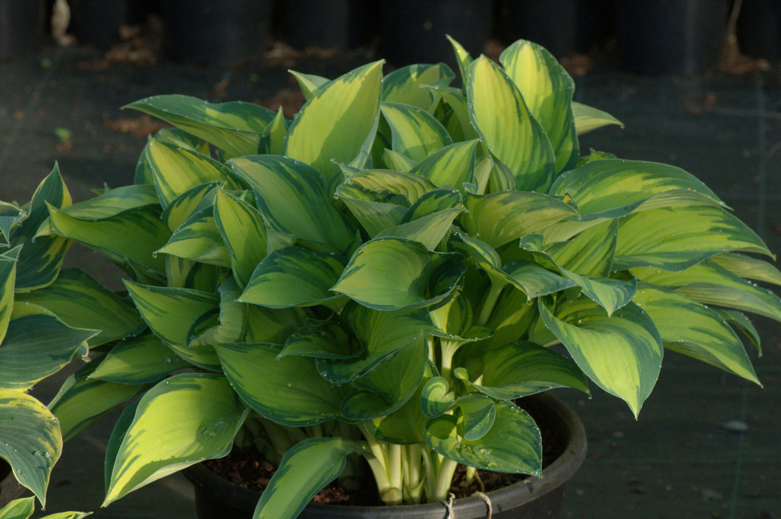 Hosta June