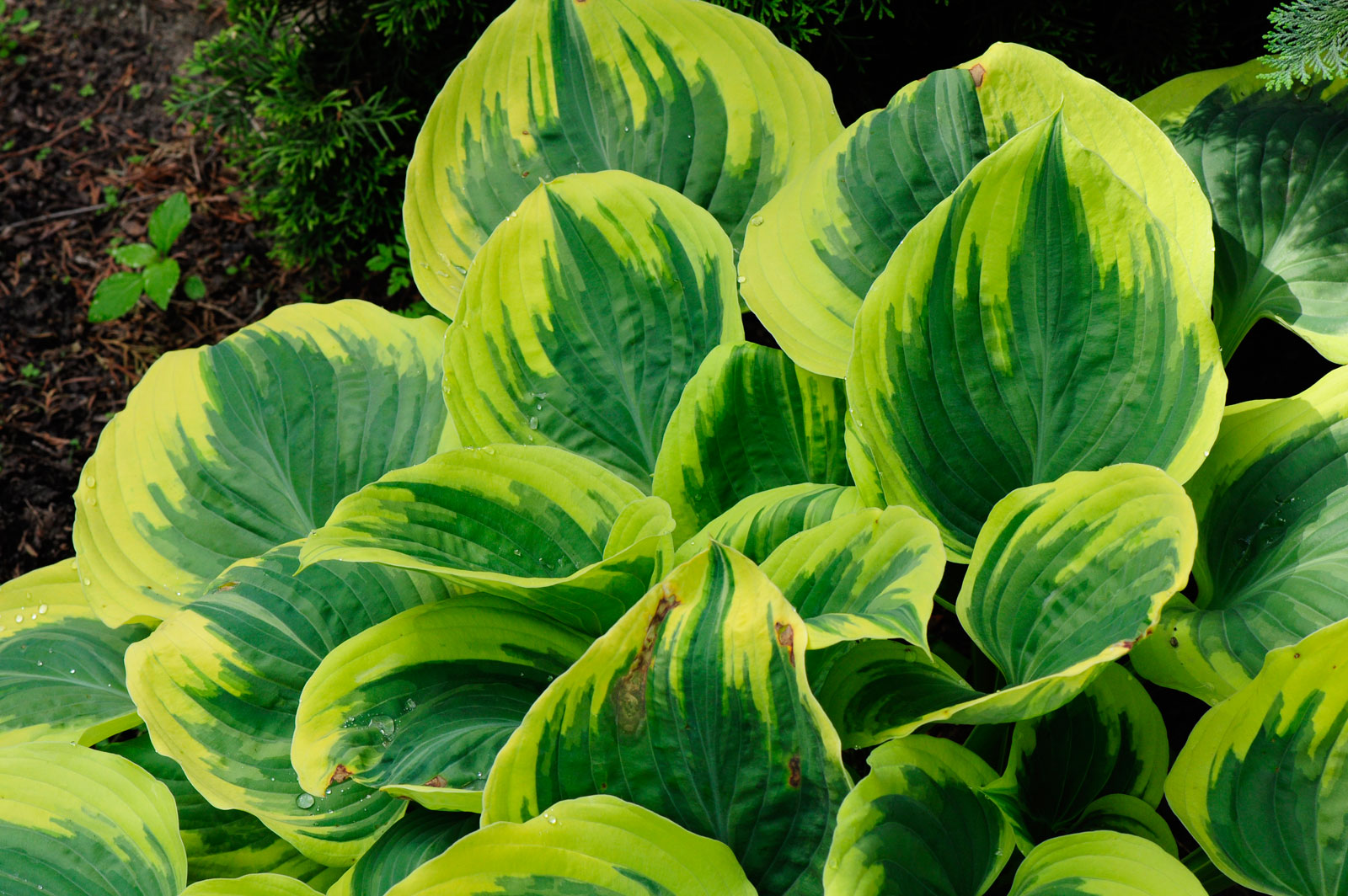 Hosta Liberty