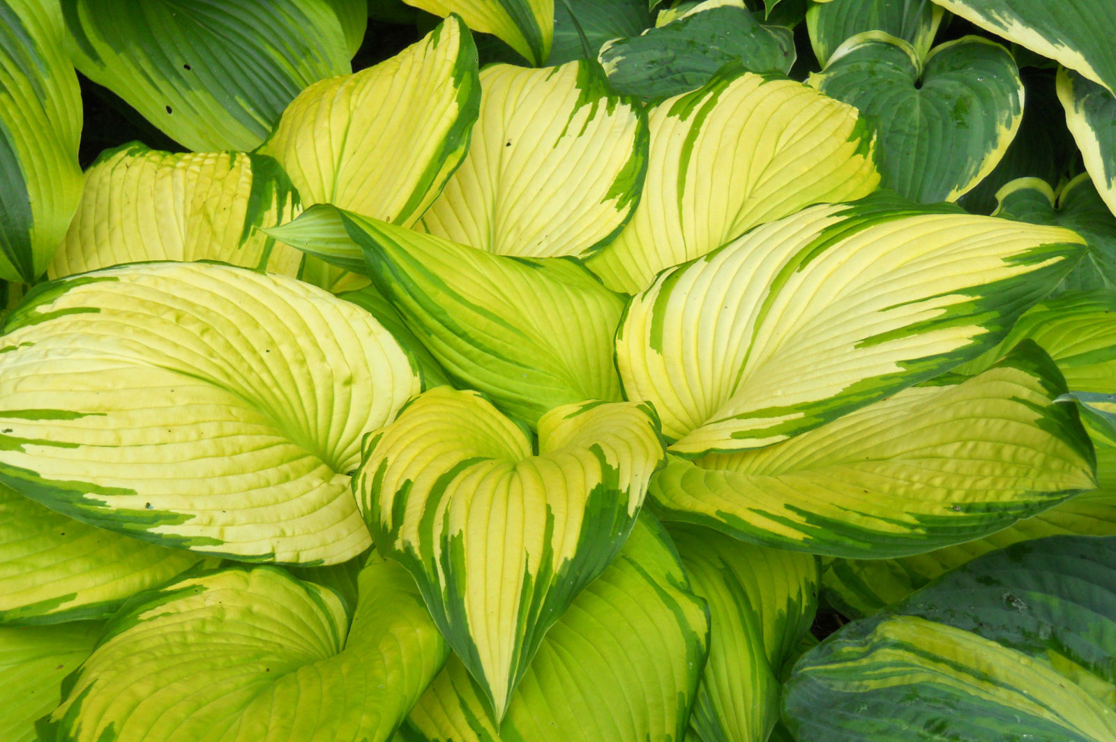 Hosta On Stage