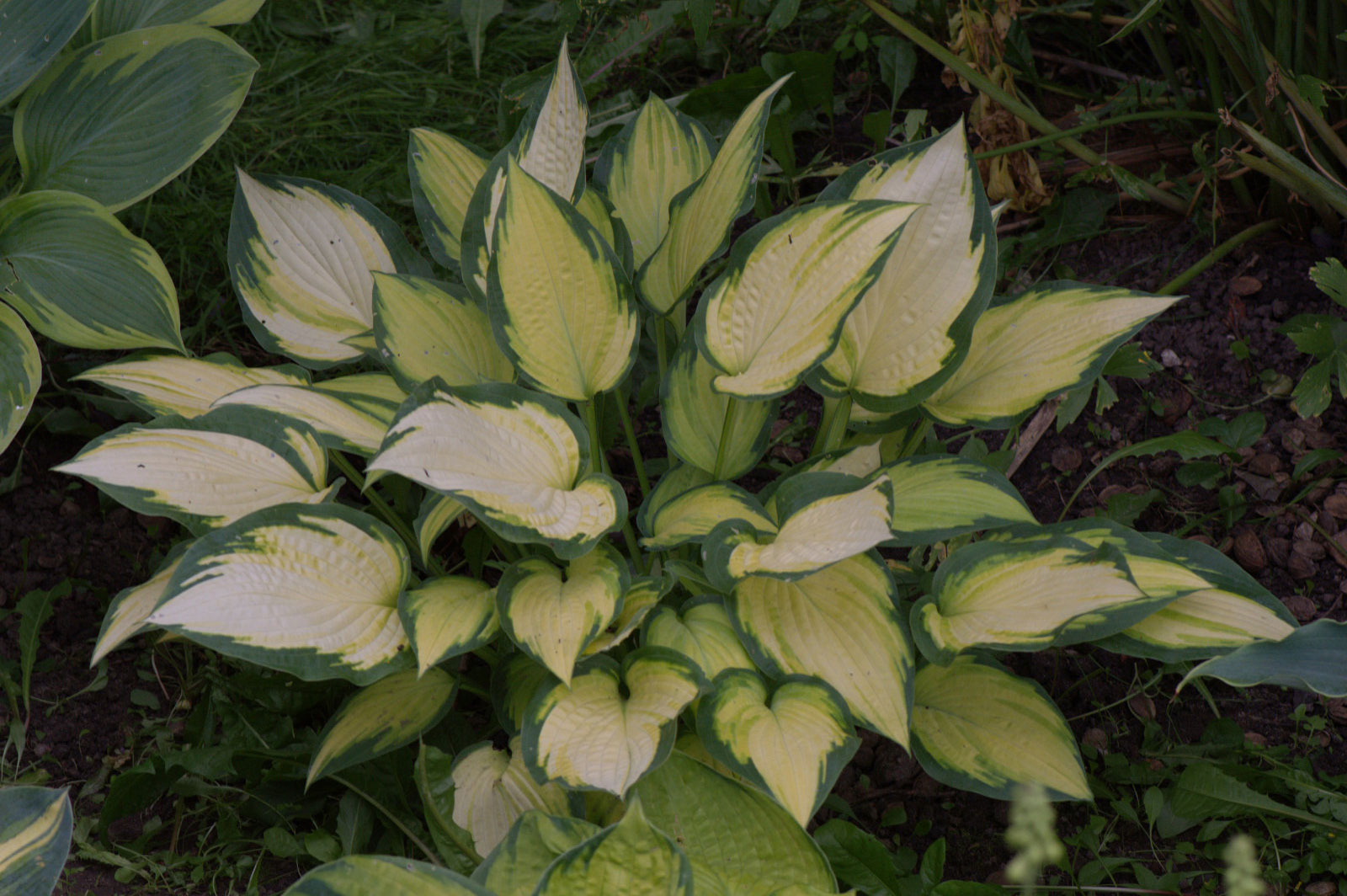 Hosta Orange Marmalade