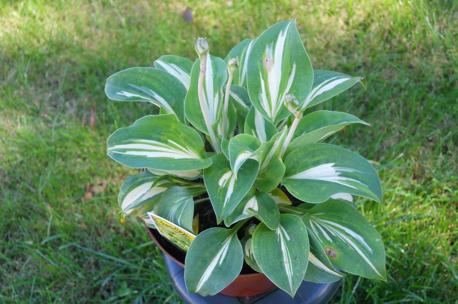 Hosta Pandora's Box