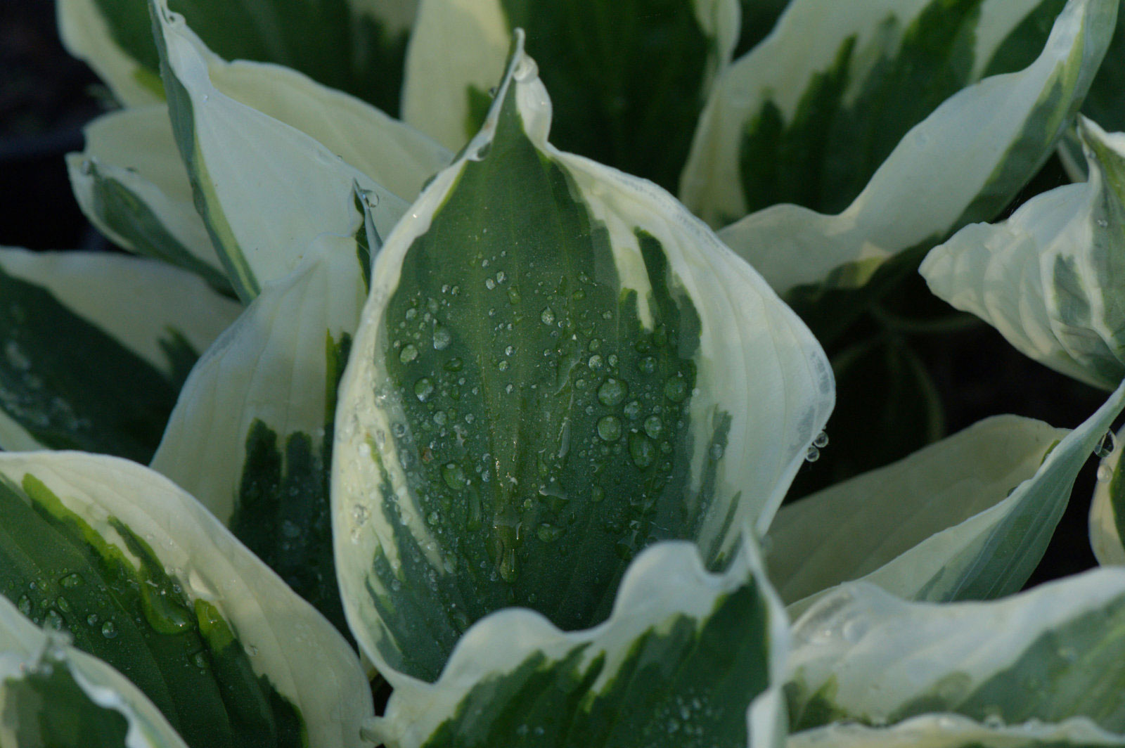 Hosta Patriot