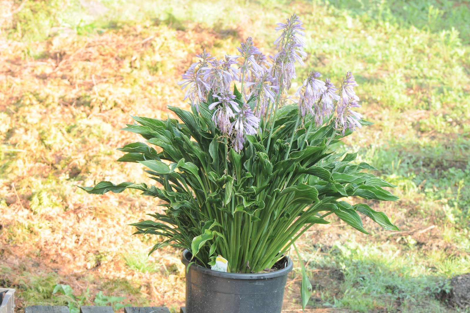 Hosta Praying Hands