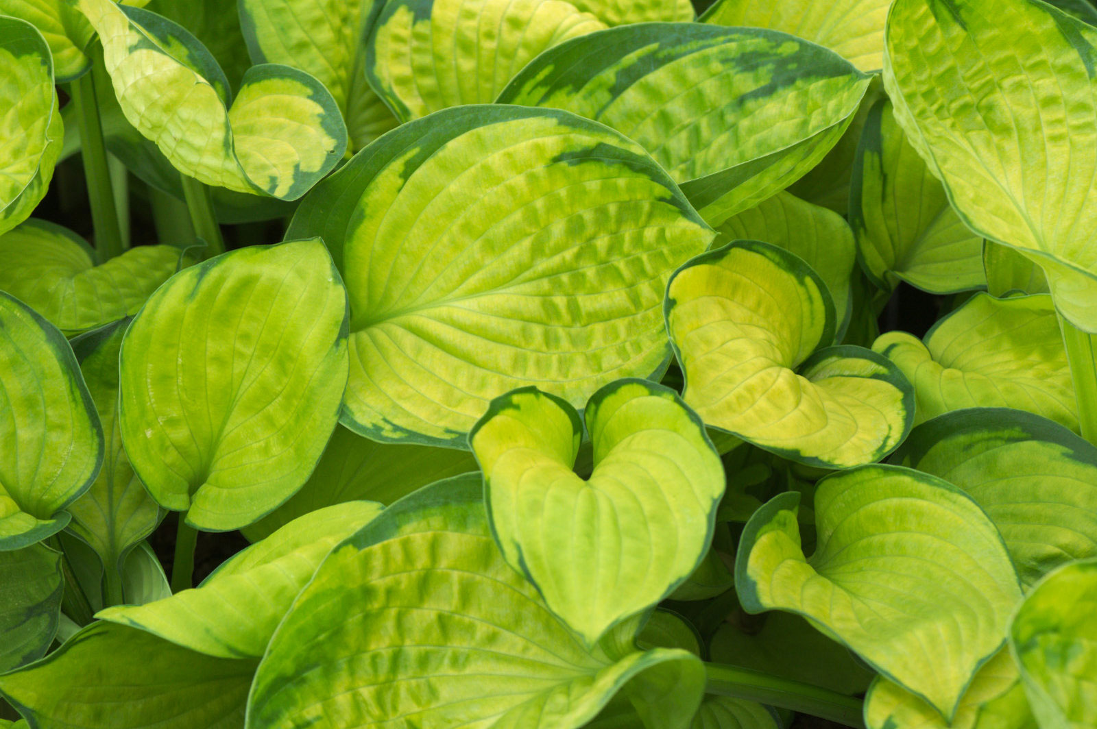 Hosta Rainforest Sunrise