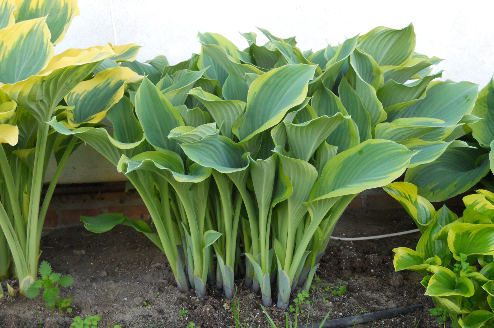 Hosta Regal Splendor
