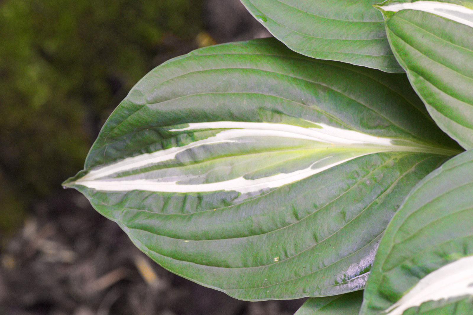 Hosta Snake Eyes