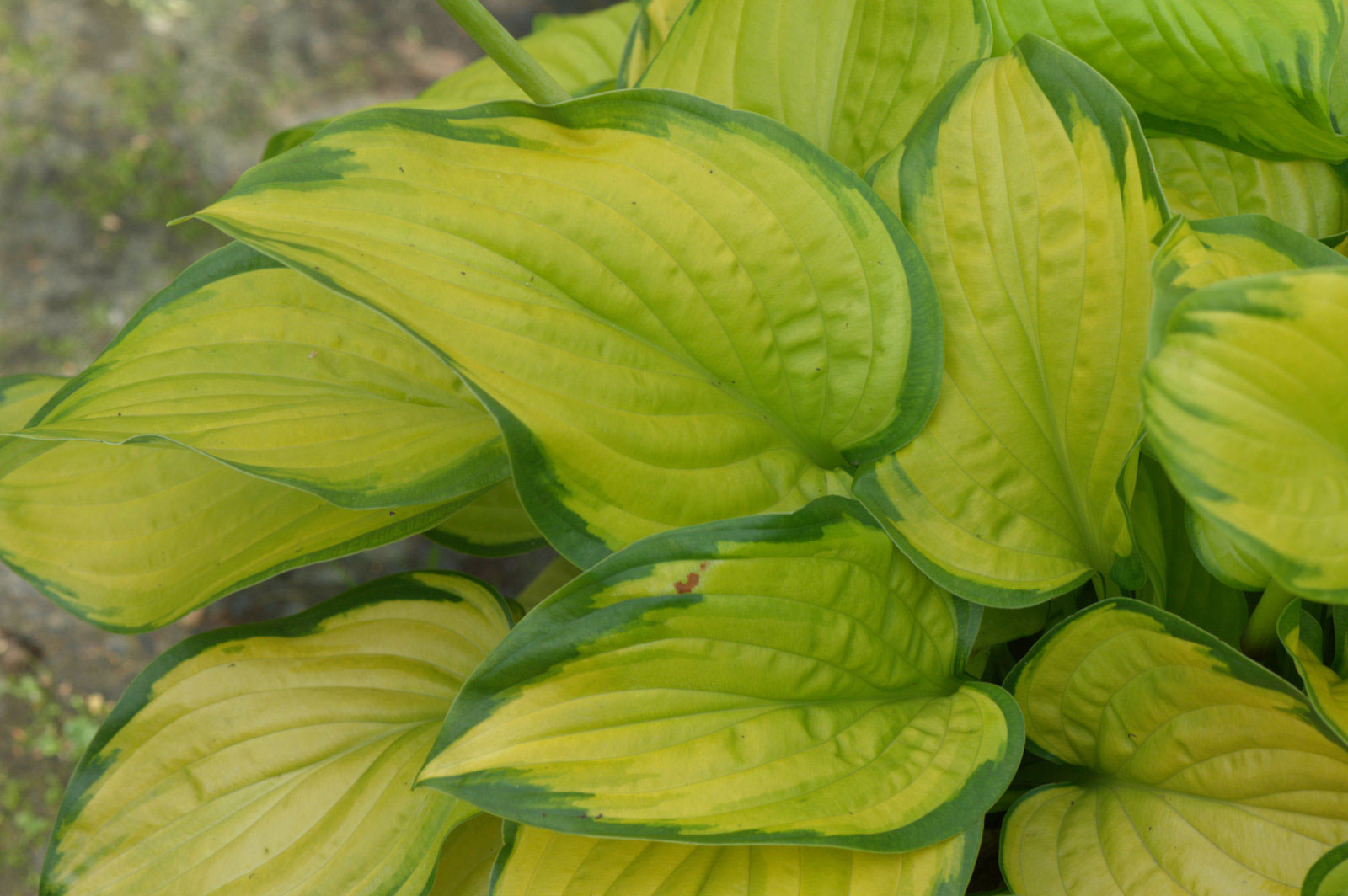 Hosta Stained Glass