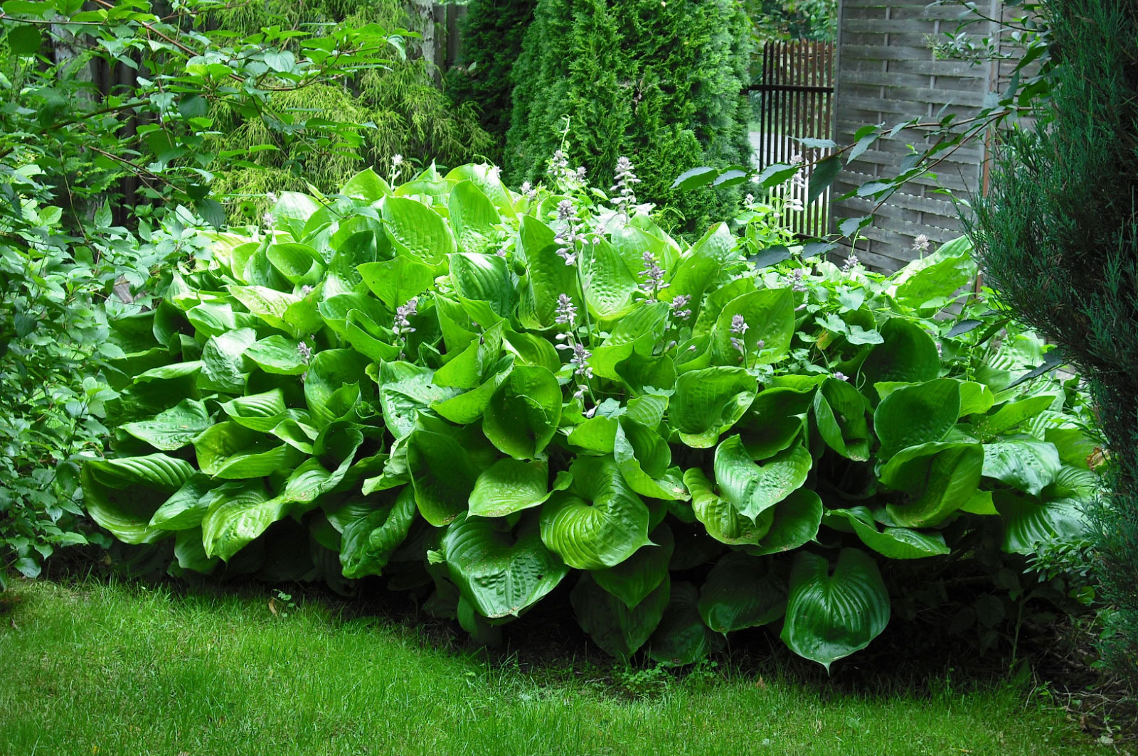 Hosta Sum and Substance