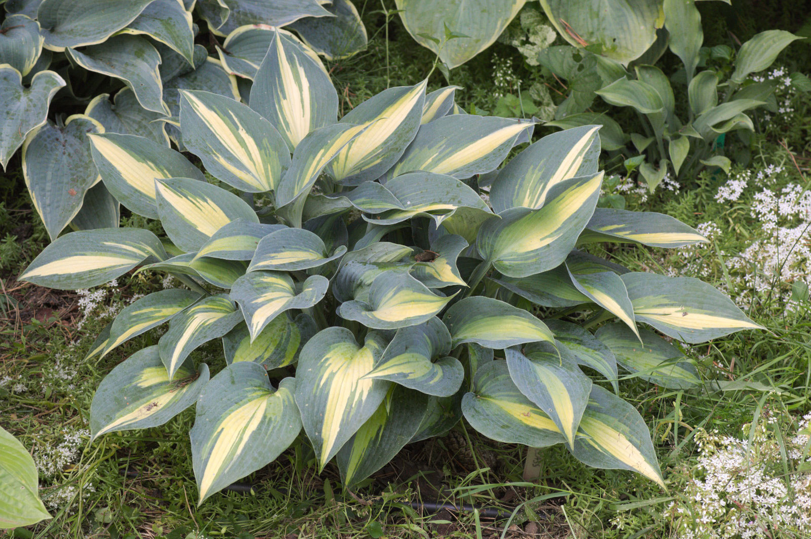 Hosta Touch of Class