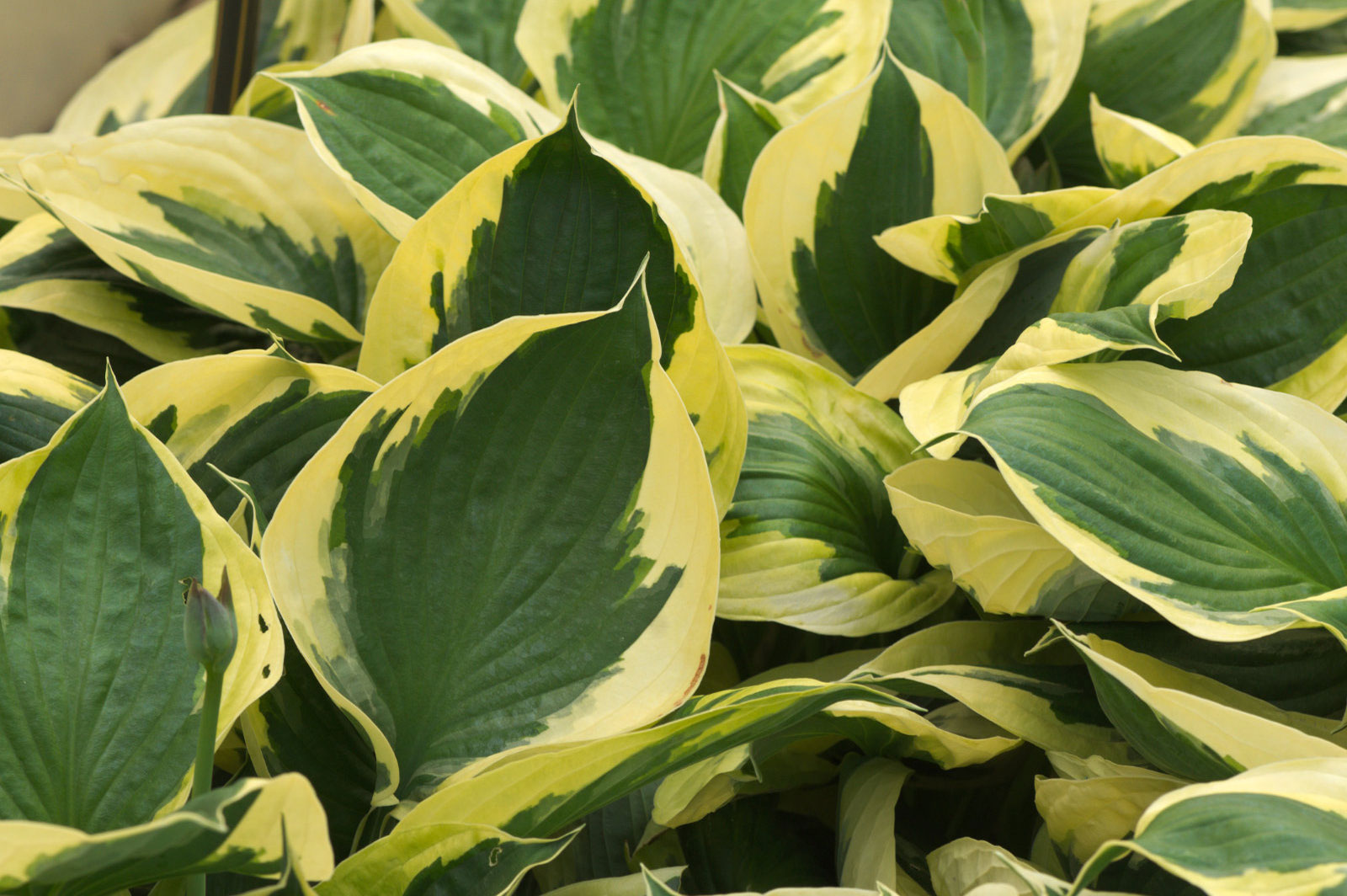 Hosta Twilight