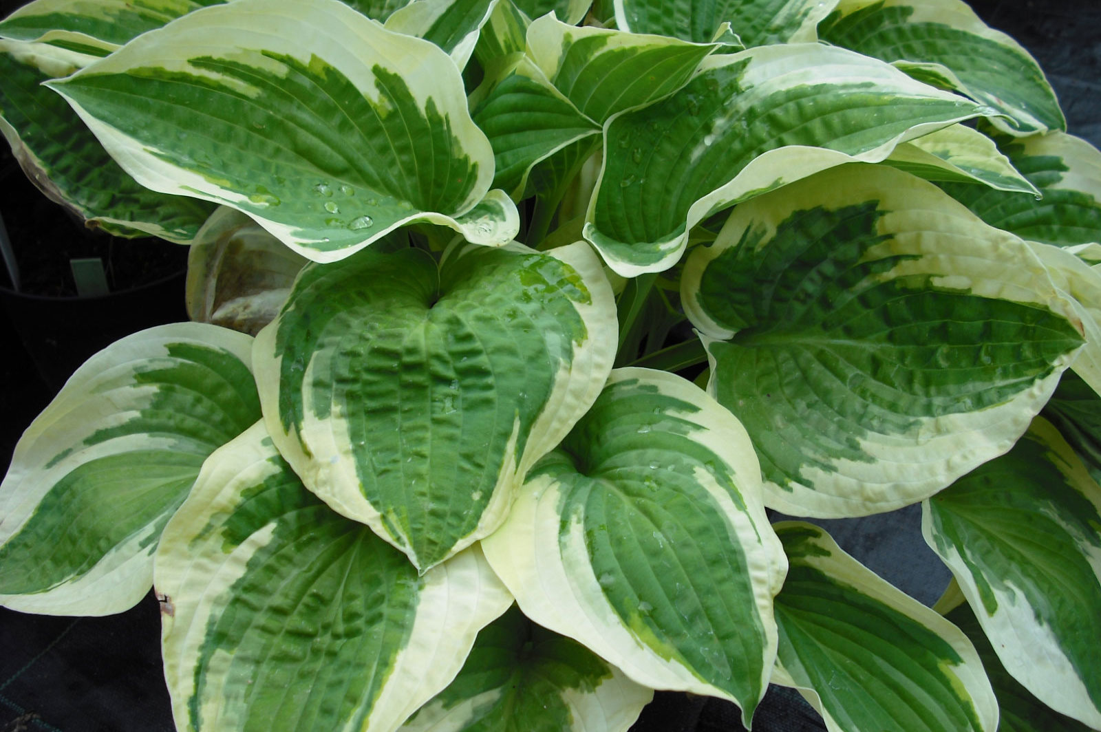 Hosta Wide Brim