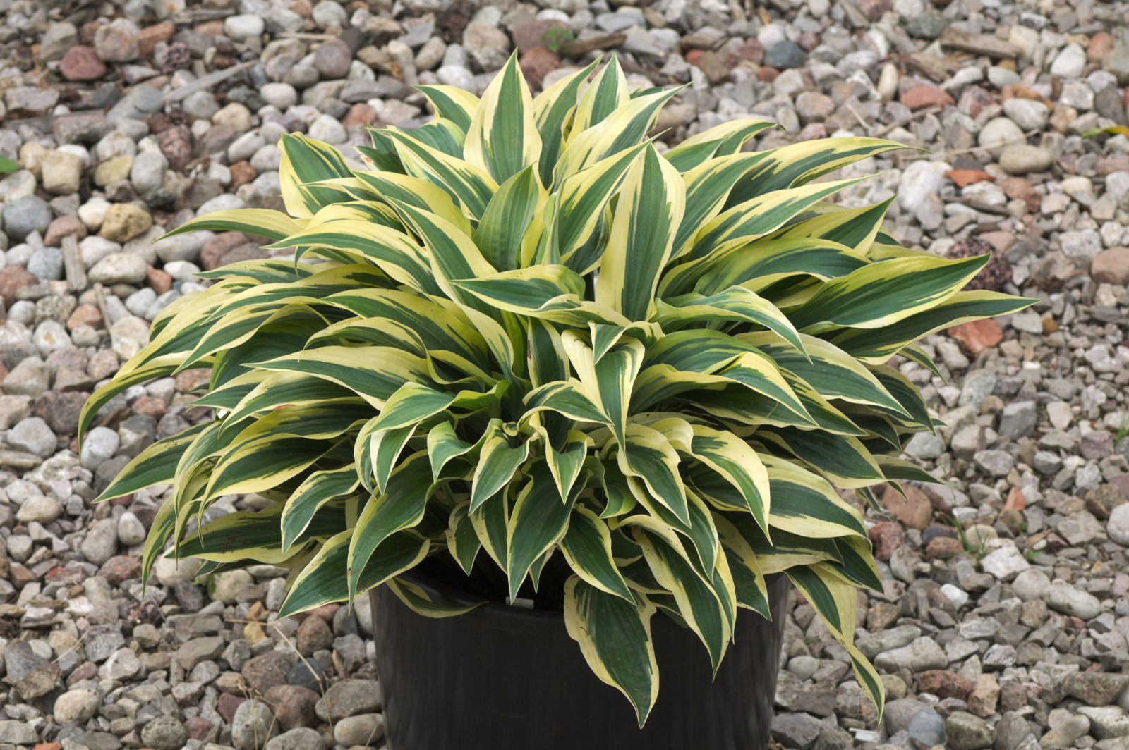 Hosta Wolverine