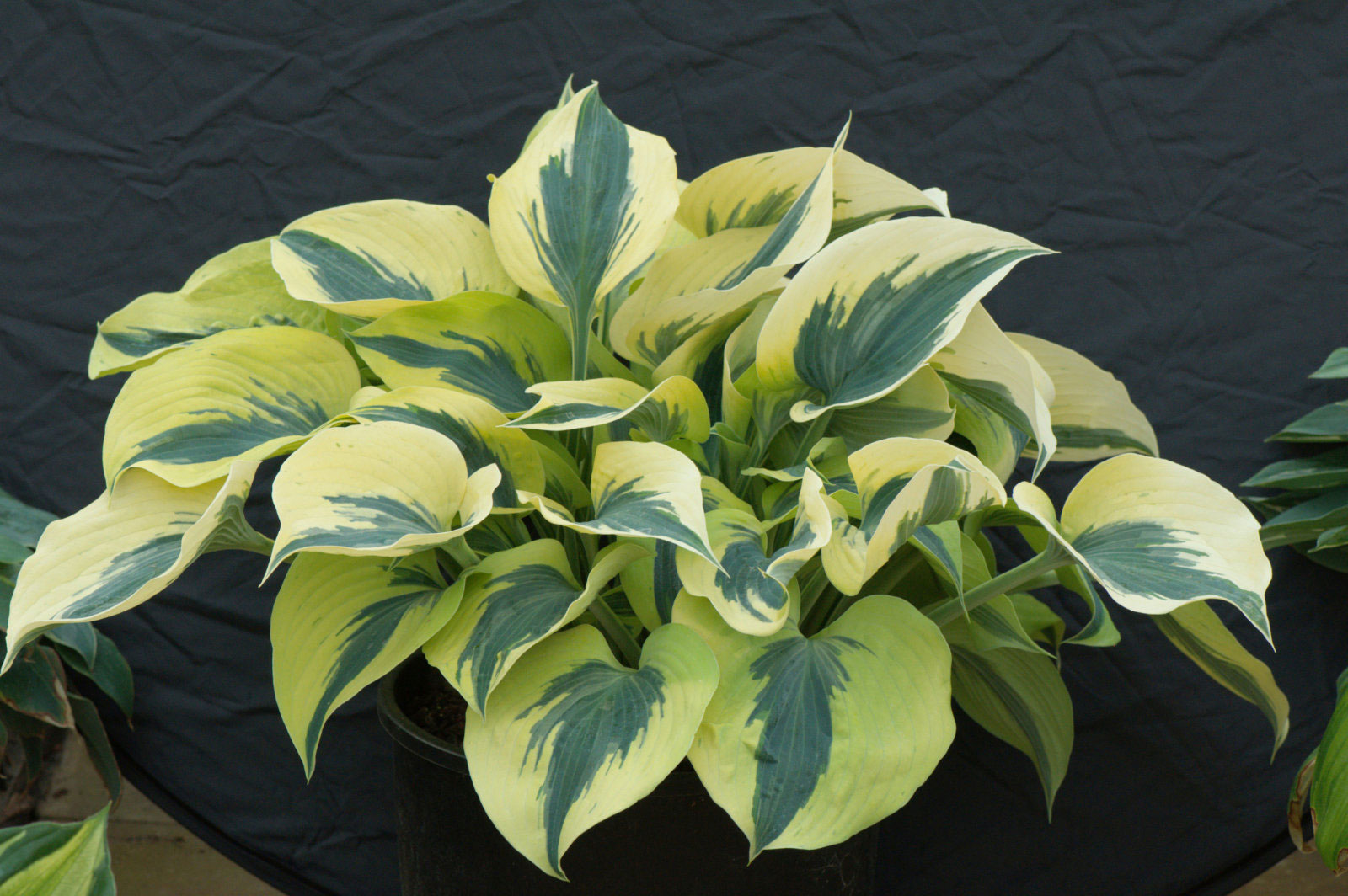 Hosta Autumn Frost