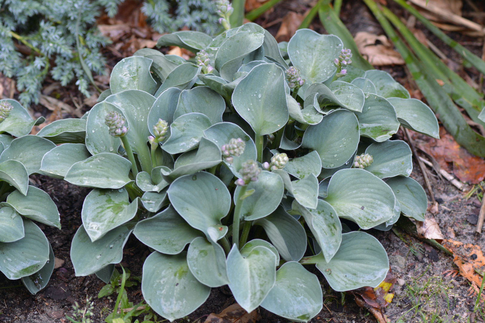Hosta Blue Mouse Ears