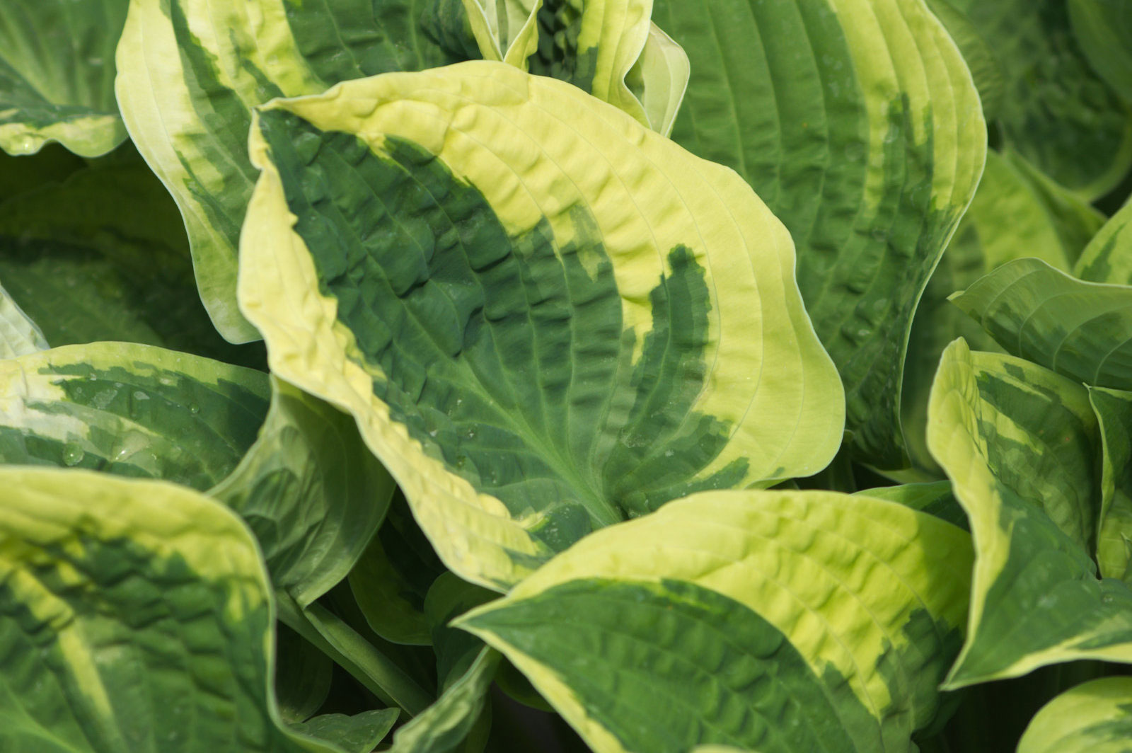 Hosta Carnival