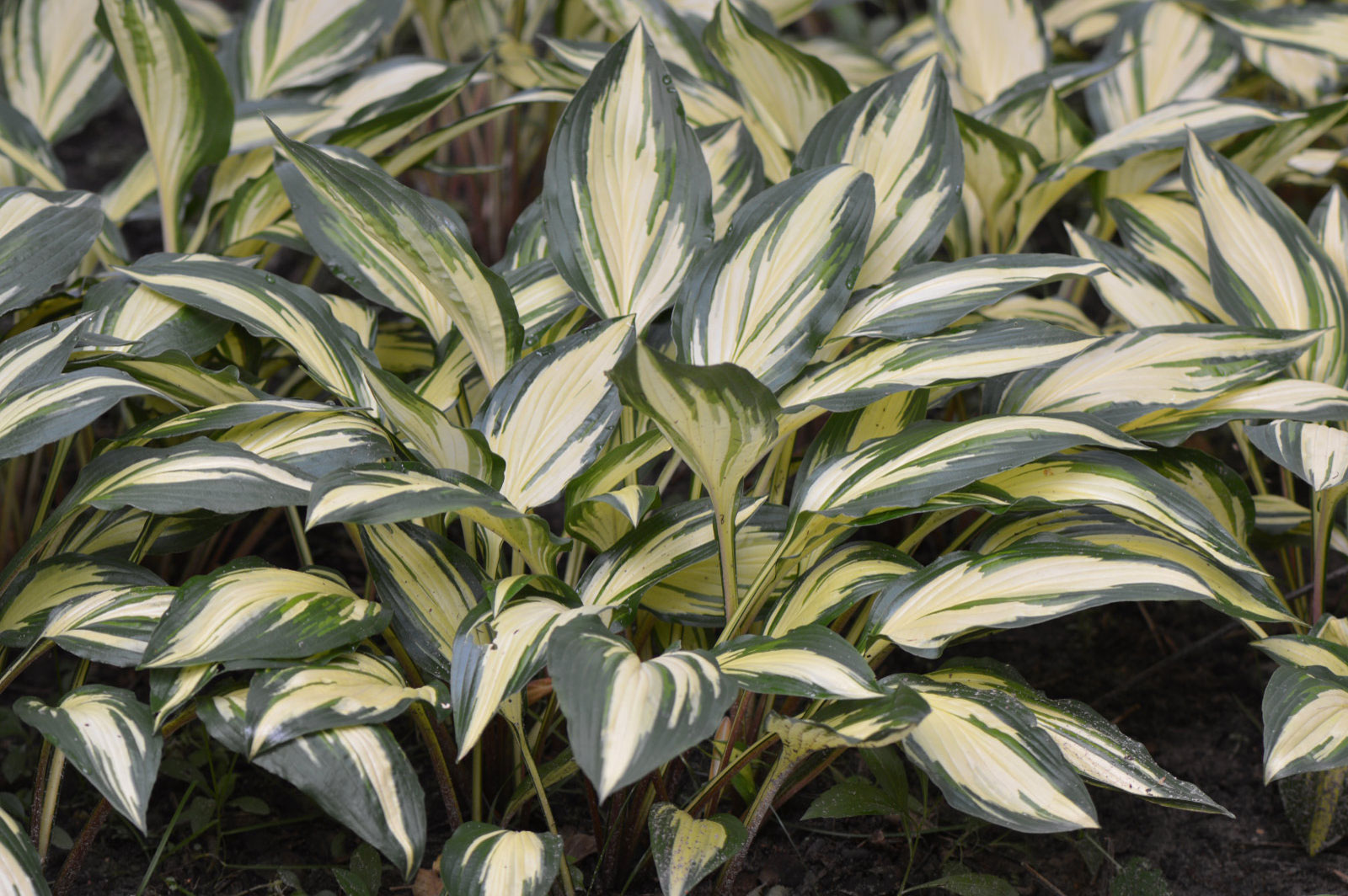 Hosta Cherry Berry