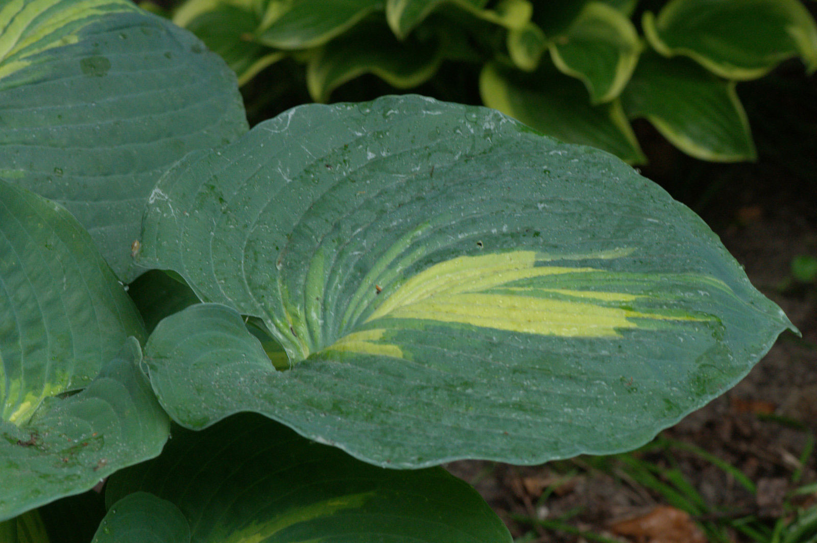 Hosta Dream Queen