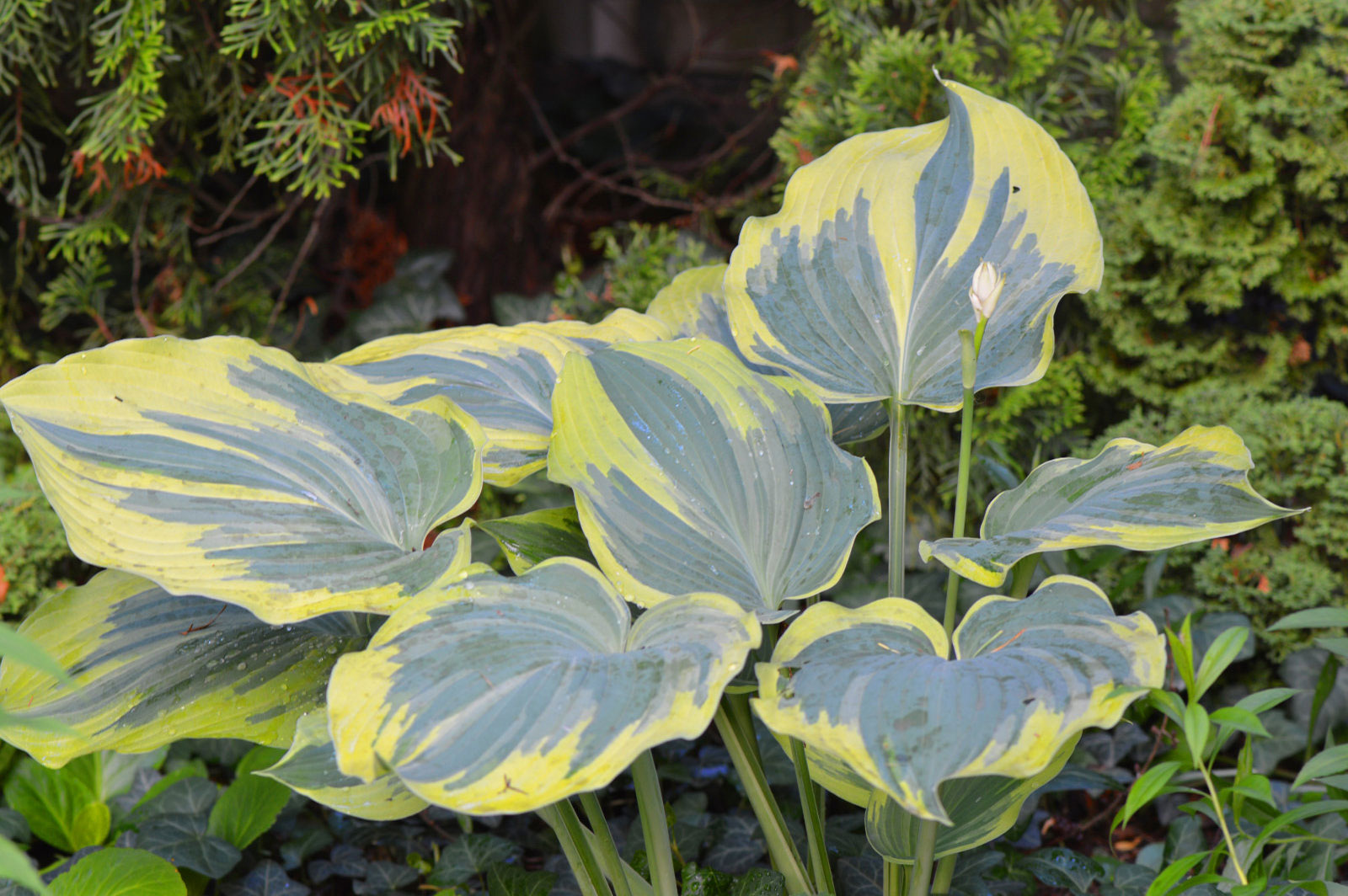 Hosta Earth Angel