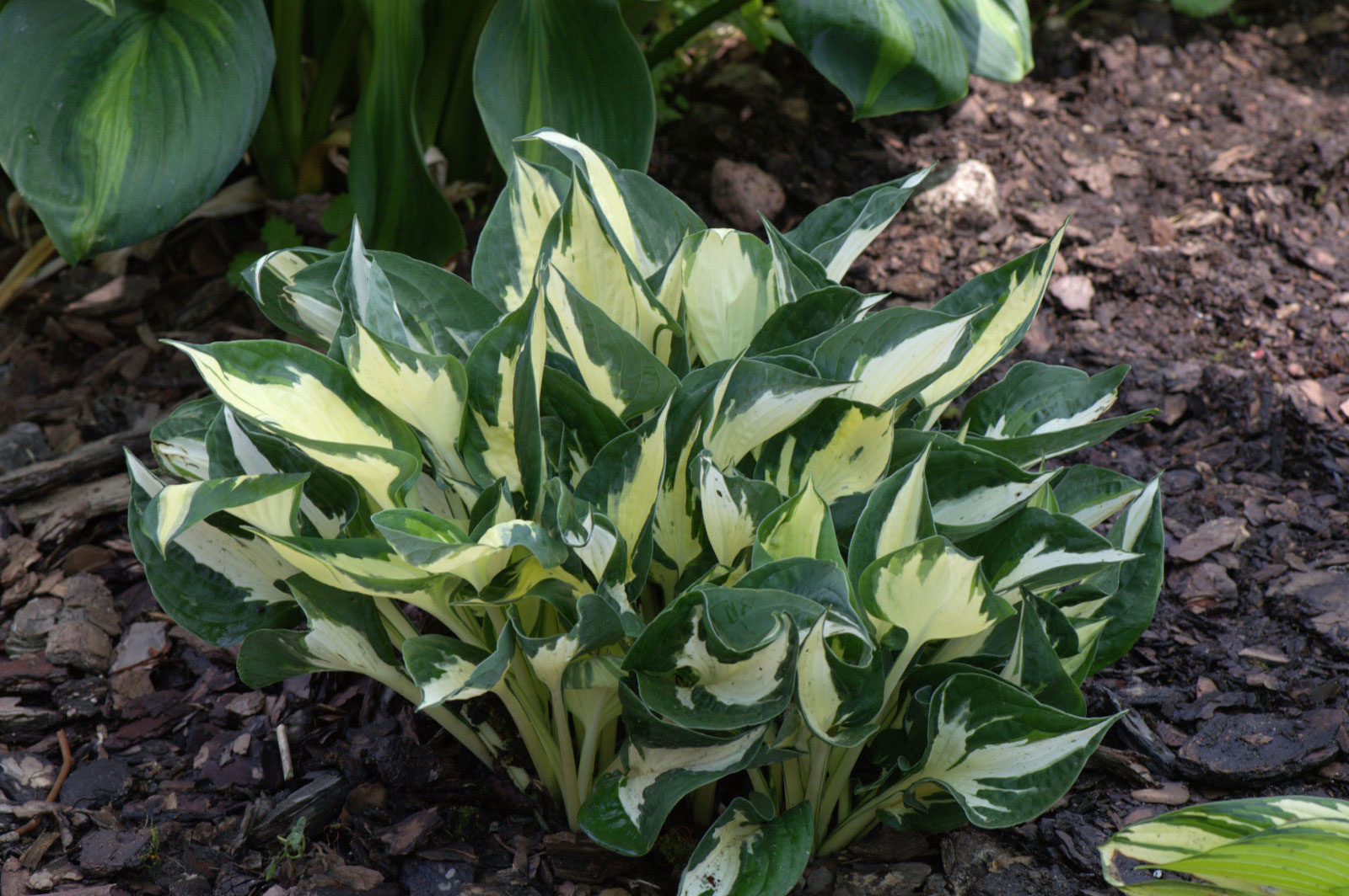 Hosta Eternal Flame