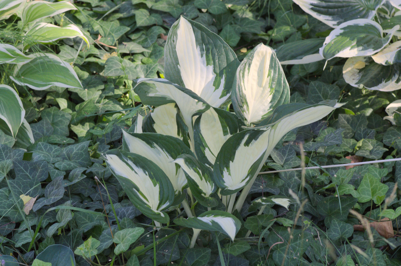 Hosta Fire and Ice