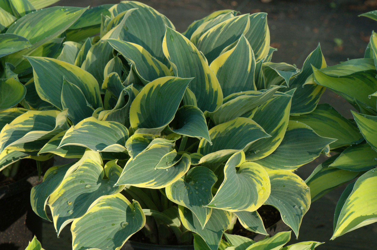 Hosta First Frost