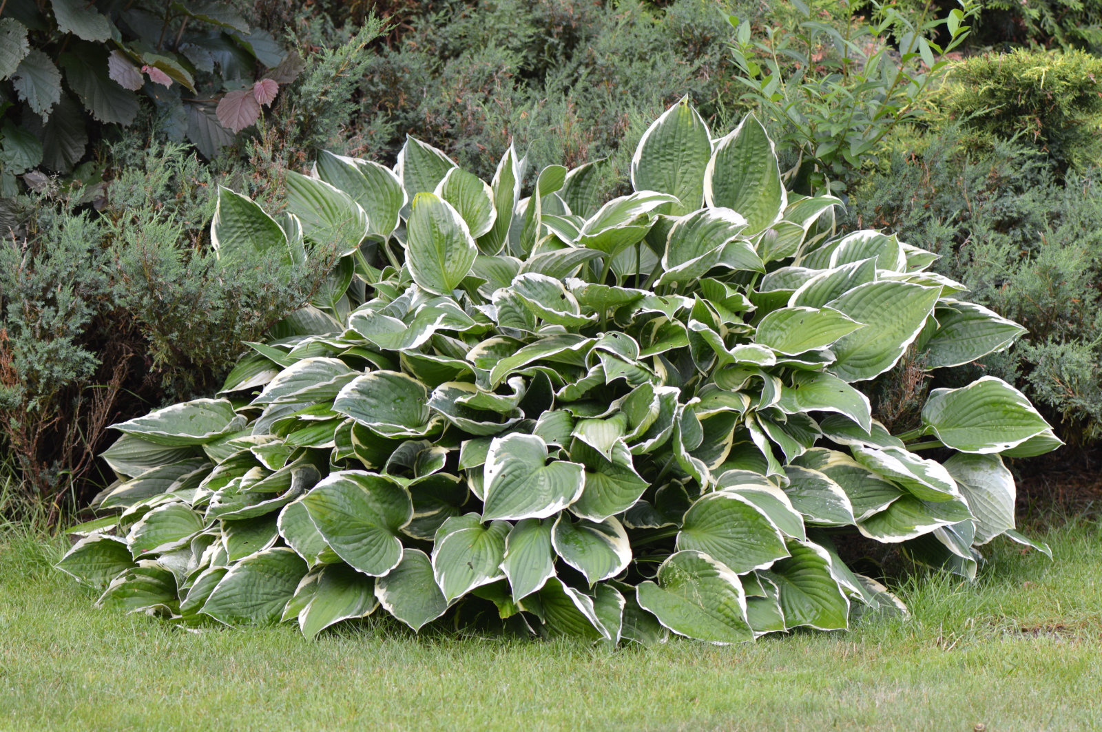 Hosta Francee
