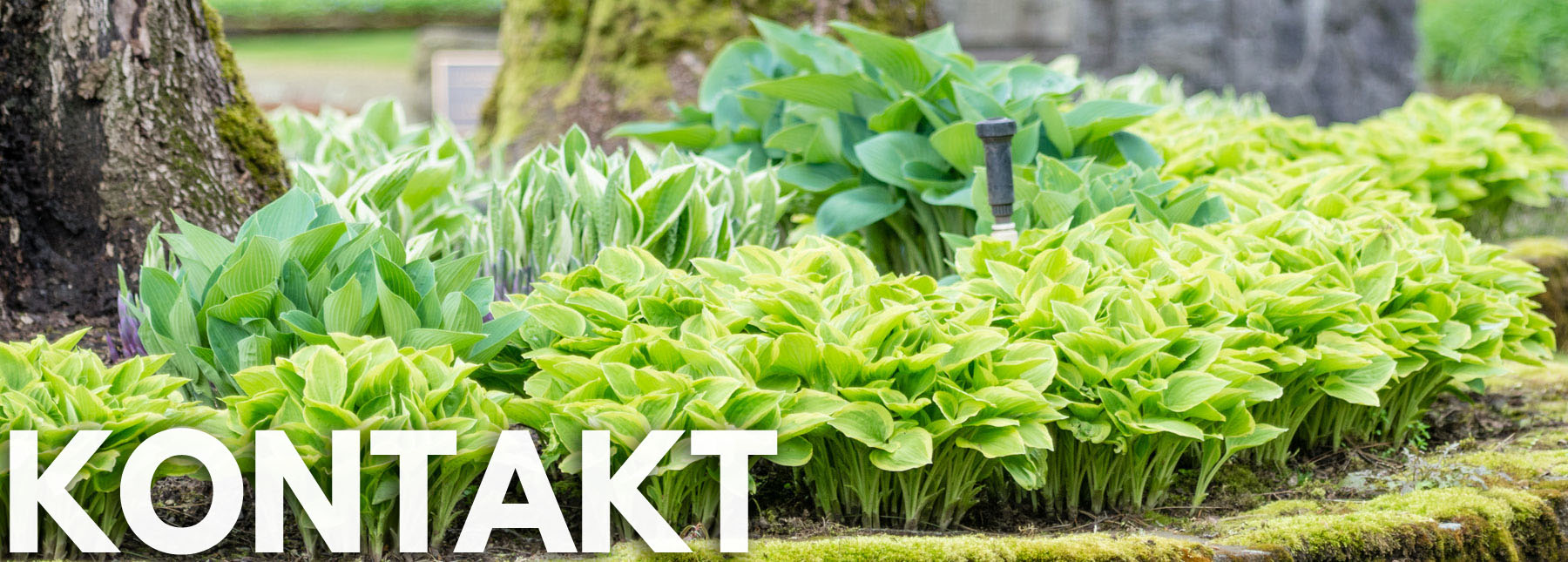 Kontakt — Hosta Bea