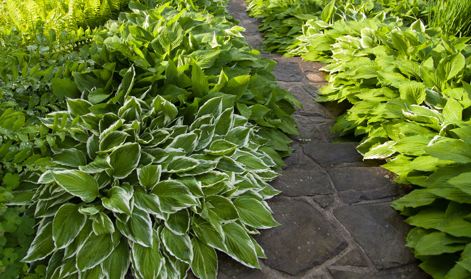 Warunki handlowe — Hosta Bea