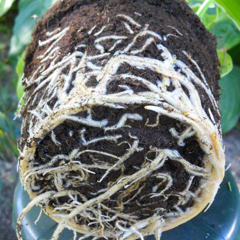 Zdrowy system korzeniowy hosty