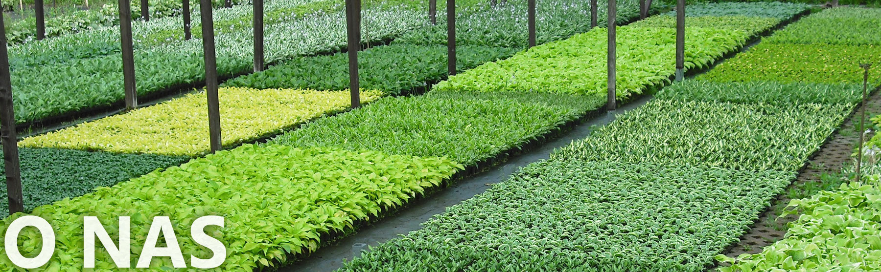 O Nas — Hosta Bea